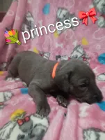 Princess, a female Great Dane for sale in Grabill, IN – 3 of 4