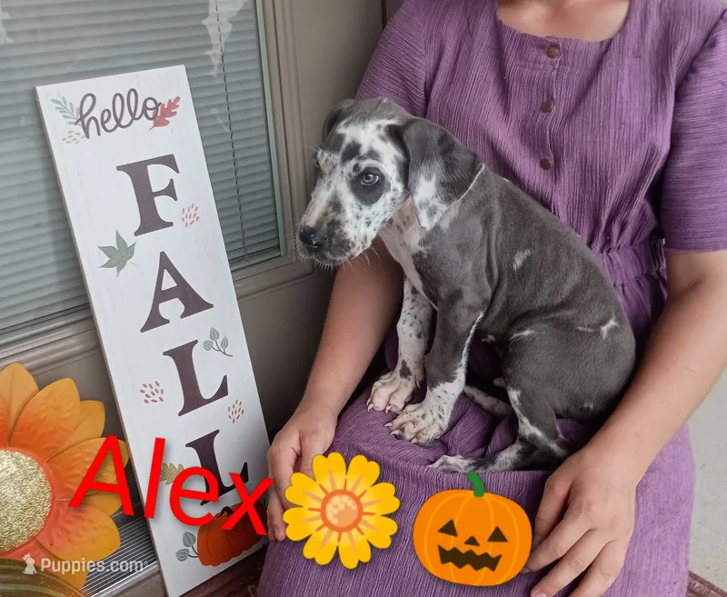 Alex – Great Dane puppy for sale in Grabill, IN