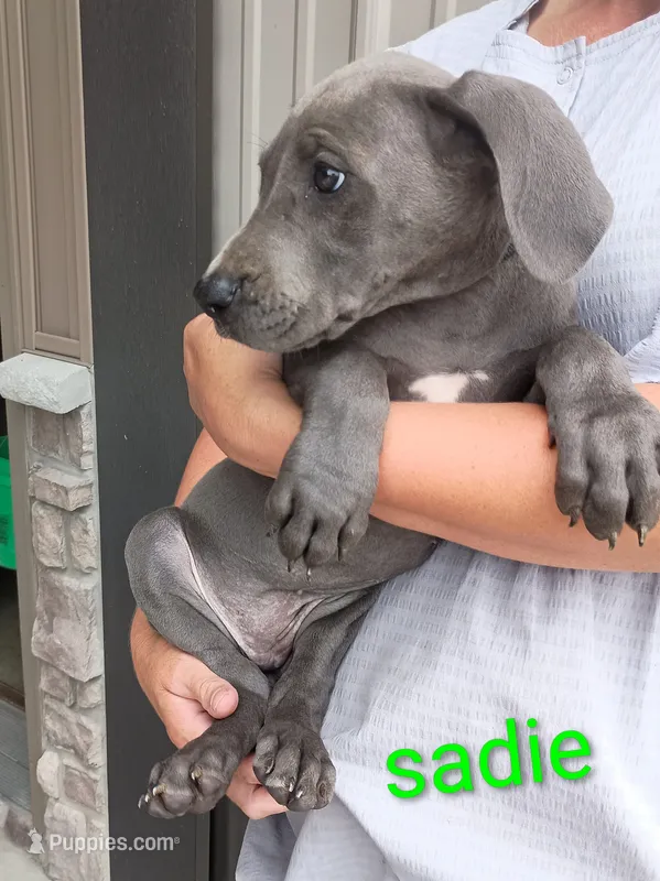 Sadie – Great Dane puppy for sale in Grabill, IN