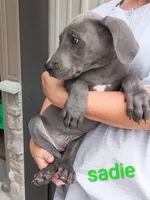 Sadie, a female Great Dane for sale in Grabill, IN – 1 of 3