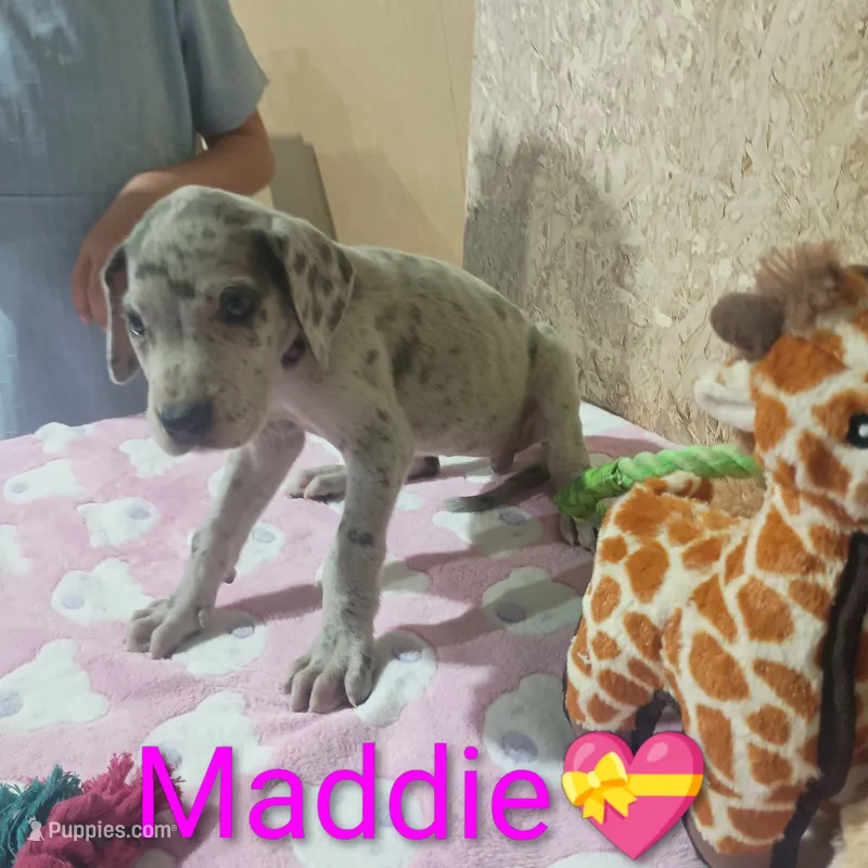 Maddie – Great Dane puppy for sale in Grabill, IN