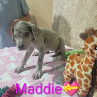 Maddie, a female Great Dane for sale in Grabill, IN – 1 of 3