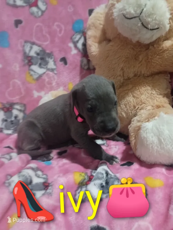 Ivy – Great Dane puppy for sale in Grabill, IN