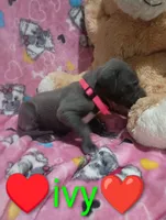 Ivy, a female Great Dane for sale in Grabill, IN – 3 of 3