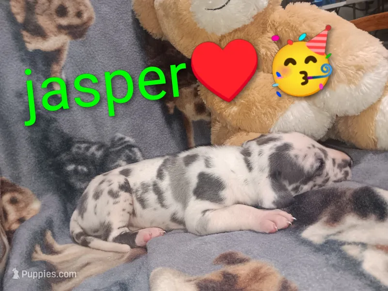 Jasper  – Great Dane puppy for sale in Grabill, IN