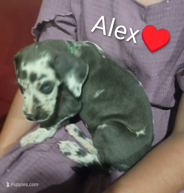 Alex – Great Dane puppy for sale in Grabill, IN