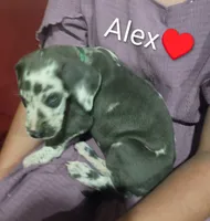 Alex, a male Great Dane for sale in Grabill, IN – 3 of 3