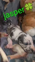 Jasper , a male Great Dane for sale in Grabill, IN – 2 of 3