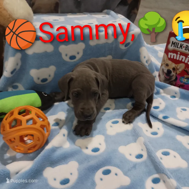 Sammy – Great Dane puppy for sale in Grabill, IN