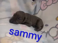Sammy, a male Great Dane for sale in Grabill, IN – 2 of 3