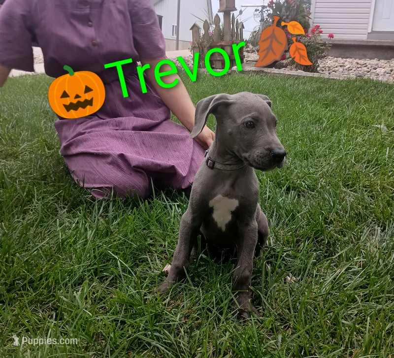 Trevor – Great Dane puppy for sale in Grabill, IN