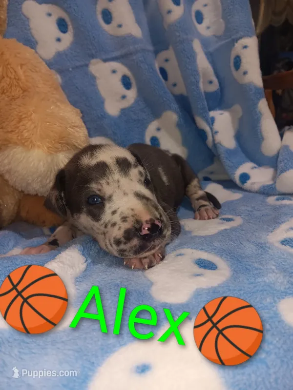 Alex – Great Dane puppy for sale in Grabill, IN