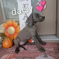 Daisy, a female Great Dane for sale in Grabill, IN – 1 of 4