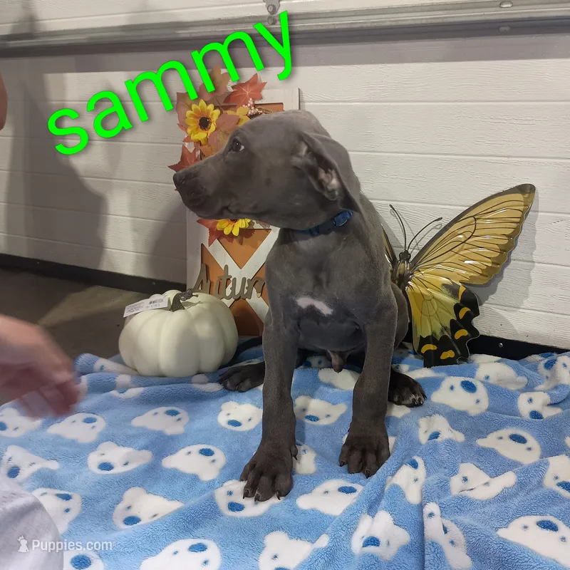 Sammy – Great Dane puppy for sale in Grabill, IN