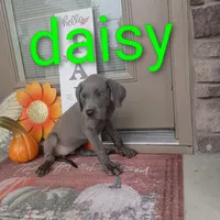 Daisy, a female Great Dane for sale in Grabill, IN – 3 of 4