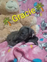 Gracie, a female Great Dane for sale in Grabill, IN – 2 of 3