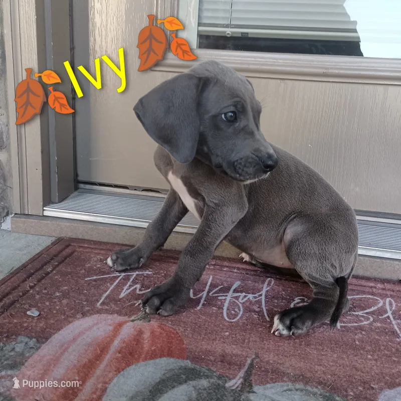 Ivy – Great Dane puppy for sale in Grabill, IN