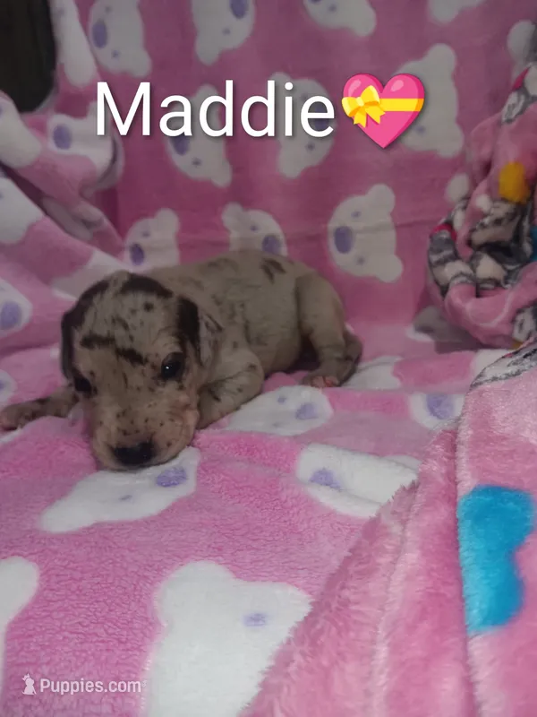 Maddie – Great Dane puppy for sale in Grabill, IN