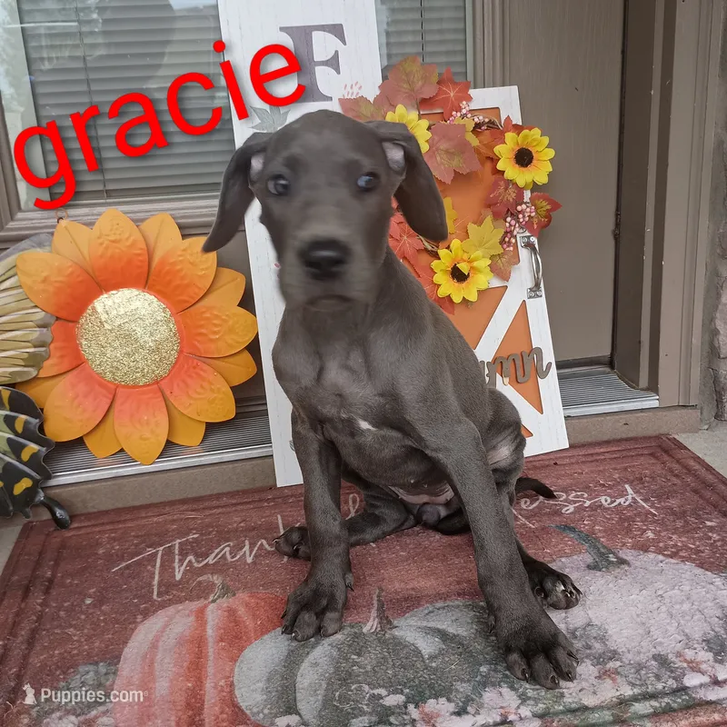 Gracie – Great Dane puppy for sale in Grabill, IN