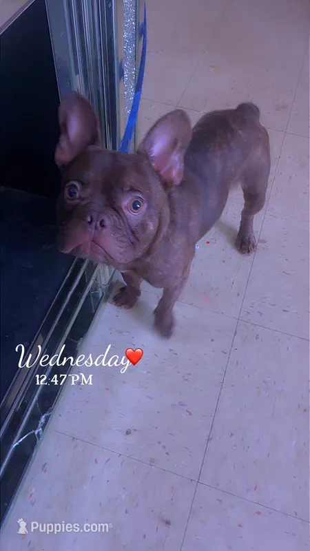 Rocky  – French Bulldog puppy for sale in Hartford, CT
