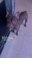 Rocky , a male French Bulldog for sale in Hartford, CT – 1 of 2