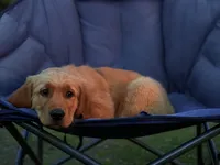 Mocha, a female Golden Retriever for sale in Portland, OR – 3 of 7