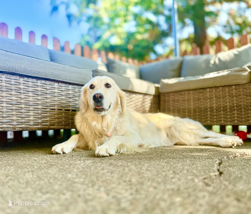 Ava – Golden Retriever, English Cream Golden Retriever puppy for sale in Portland, OR