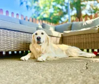 Ava, a female Golden Retriever and English Cream Golden Retriever for sale in Portland, OR – 1 of 6