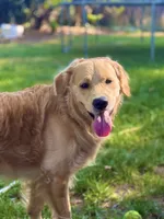 Louie, a male Golden Retriever and English Cream Golden Retriever for sale in Portland, OR – 3 of 4