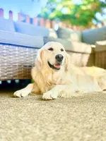 Ava, a female Golden Retriever and English Cream Golden Retriever for sale in Portland, OR – 3 of 6