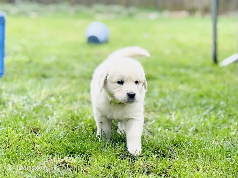 Devy – English Cream Golden Retriever puppy for sale in Portland, OR