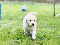 Devy, a male English Cream Golden Retriever for sale in Portland, OR – Photo 1 of 2