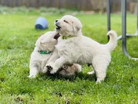 Devy, a male English Cream Golden Retriever for sale in Portland, OR – Photo 2 of 2