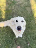 Ava, a female Golden Retriever and English Cream Golden Retriever for sale in Portland, OR – 5 of 6