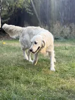 Ava, a female Golden Retriever and English Cream Golden Retriever for sale in Portland, OR – 4 of 6