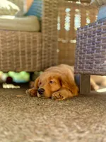 Mocha, a female Golden Retriever for sale in Portland, OR – 6 of 7