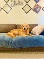 Louie, a male Golden Retriever and English Cream Golden Retriever for sale in Portland, OR – 2 of 4