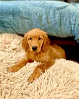 Mocha, a female Golden Retriever for sale in Portland, OR – 5 of 7