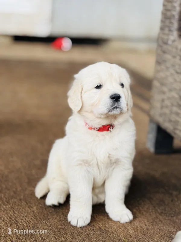 Angel – Golden Retriever, English Cream Golden Retriever puppy for sale in Portland, OR