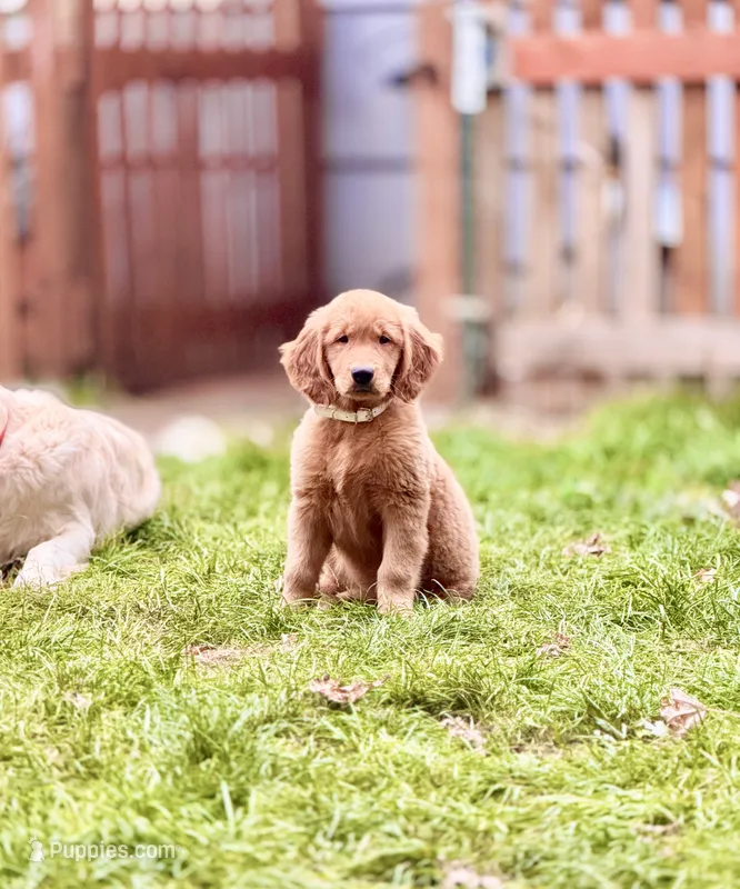 Mocha – Golden Retriever puppy for sale in Portland, OR