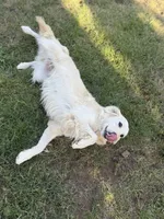 Ava, a female Golden Retriever and English Cream Golden Retriever for sale in Portland, OR – 6 of 6