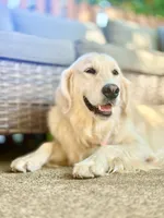 Ava, a female Golden Retriever and English Cream Golden Retriever for sale in Portland, OR – 2 of 6