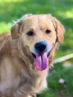 Louie, a male Golden Retriever and English Cream Golden Retriever for sale in Portland, OR – 4 of 4