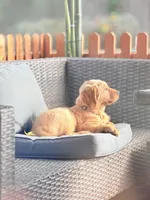 Mocha, a female Golden Retriever for sale in Portland, OR – 4 of 7