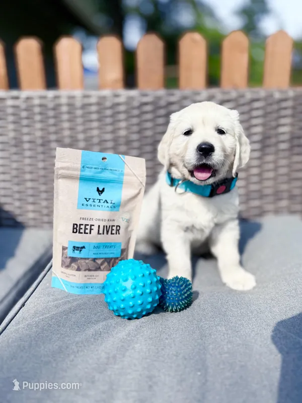 OLAF – Golden Retriever, English Cream Golden Retriever puppy for sale in Portland, OR