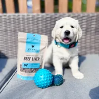 OLAF, a male Golden Retriever and English Cream Golden Retriever for sale in Portland, OR – Photo 1 of 5