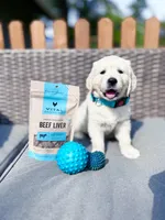 SKY, a male Golden Retriever and English Cream Golden Retriever for sale in Portland, OR – Photo 3 of 5