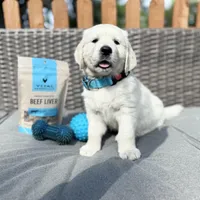 OLAF, a male Golden Retriever and English Cream Golden Retriever for sale in Portland, OR – Photo 4 of 5