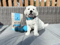 SKY, a male Golden Retriever and English Cream Golden Retriever for sale in Portland, OR – Photo 4 of 5