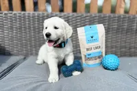 SKY, a male Golden Retriever and English Cream Golden Retriever for sale in Portland, OR – Photo 2 of 5